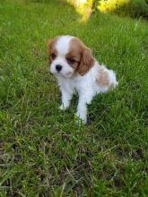 Puppies for sale king charles spaniel - Slovenia, Zagreb
