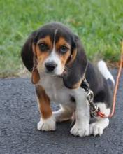 Продам щенка beagle - Luxembourg, Luxembourg