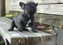 Puppies for sale french bulldog - Malta, Valletta. Price 250 €