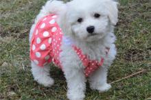 Puppies for sale bichon - Slovakia, Bratislava