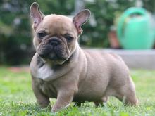 Puppies for sale french bulldog - Ireland, Dublin. Price 10 €