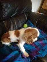 Puppies for sale king charles spaniel - Luxembourg, Luxembourg