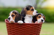 Puppies for sale beagle - Finland, Lapperanta
