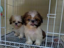 Puppies for sale shih tzu - Luxembourg, Luxembourg