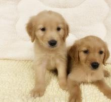 Puppies for sale golden retriever - Netherlands, The Hague