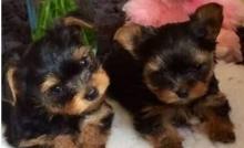 Dogs free yorkshire terrier - Spain, Alicante
