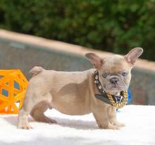 Puppies for sale french bulldog - Lithuania, Zarasai