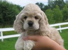Puppies for sale american cocker spaniel - Ukraine, Luck