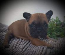 Puppies for sale french bulldog - France, Lille