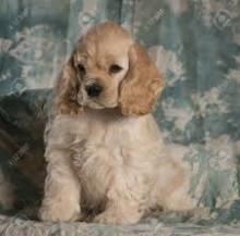 Puppies for sale american cocker spaniel - Kazakhstan, Karaganda