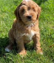 Puppies for sale , cockapoo - Kyrgyzstan, Bishkek