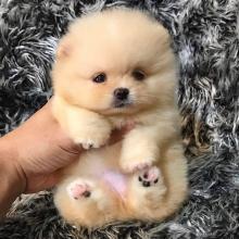 Puppies for sale pomeranian spitz - Georgia, Batumi