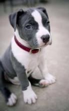 Puppies for sale american pit-bull terrier - Kyrgyzstan, Bishkek