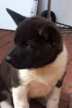 Puppies for sale akita - United Kingdom, Cambridge