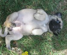 Puppies for sale pug - Greece, Larissa