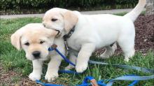 Puppies for sale labrador - Russia, Angarsk