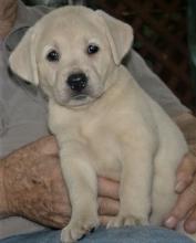 Puppies for sale labrador retriever - Ireland, Cork