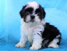Puppies for sale shih tzu - Russia, St. Petersburg