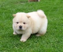 Puppies for sale chow chow - Turkmenistan, Ashgabat