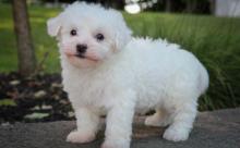 Puppies for sale bichon - Georgia, Georgia