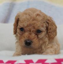 Puppies for sale , cockapoo - Spain, Seville