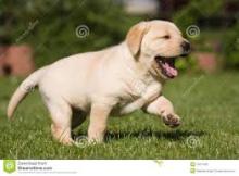 Puppies for sale labrador - Russia, Archangel