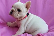 Puppies for sale french bulldog - Belarus, Minsk