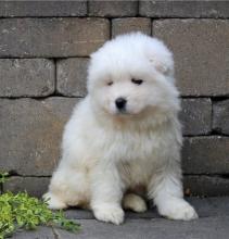 Puppies for sale samoyed dog (samoyed) - Russia, St. Petersburg
