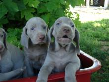 Puppies for sale weimaraner - Bulgaria, Dobrich. Price 10 €