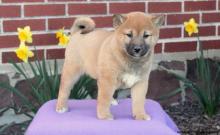 Puppies for sale other breed, shiba inu - Portugal, Aveiro