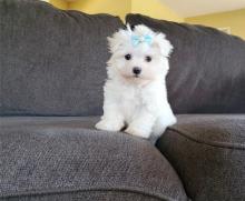 Puppies for sale maltese - Ireland, Dublin