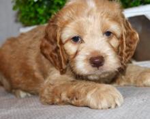 Puppies for sale , cockapoo - Ireland, Cork