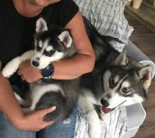 Puppies for sale , siberian husky - Ireland, Dublin