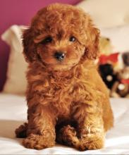 Puppies for sale toy-poodle - Ireland, Dublin. Price 10 €