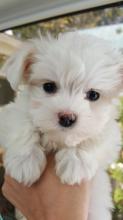 Puppies for sale maltese - United Kingdom, Birmingham