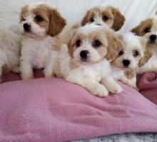 Puppies for sale mixed breed, cavachon - Portugal, Lisbon