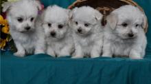 Puppies for sale maltese - Ireland, Cork