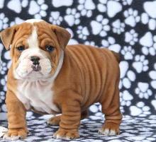 Puppies for sale english bulldog - Portugal, Aveiro