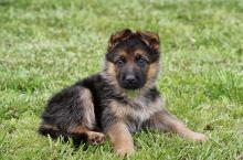 Puppies for sale german shepherd dog - Cyprus, Nicosia. Price 32 €