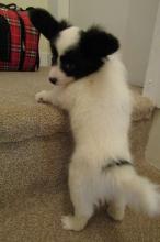 Puppies for sale papillon and phalene - Ireland, Dublin