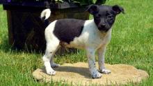 Puppies for sale other breed, rat terrier - Portugal, Faro