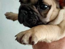 Puppies for sale french bulldog - Finland, Lahti. Price 32 €
