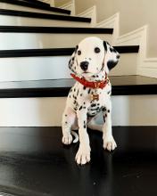 Puppies for sale dalmatian - Ireland, Dublin
