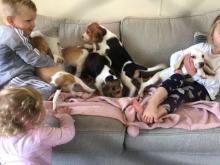 Puppies for sale beagle - Ireland, Dublin