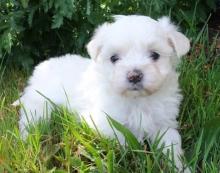 Puppies for sale maltese - United Kingdom, London