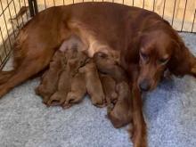 Puppies for sale irish setter - France, Paris. Price 10 €