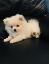 Puppies for sale pomeranian spitz - Ireland, Dublin