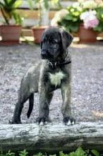 Puppies for sale irish wolfhound - Ireland, Cork. Price 10 €
