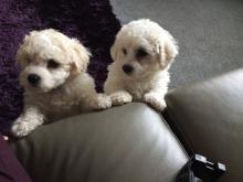 Puppies for sale bichon - Ireland, Cork
