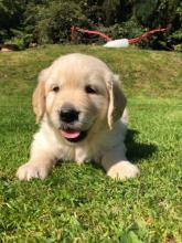 Puppies for sale golden retriever - Ireland, Cork